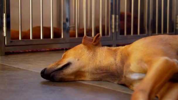 Hubený zázvorový pes spí na chladném podlaží proti sousedům — Stock video
