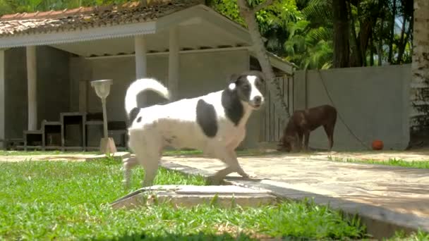 Zwart-wit gevlekte hond wandelingen rond dierenasiel — Stockvideo