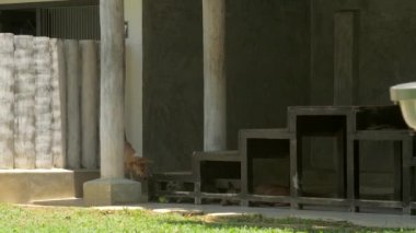 köpek iyi hayvan barınağı bahçesinde aşamalarında dikkatle görünüyor