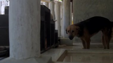 güzel büyük üzgün evsiz köpek uzun kuyruk yakın görünümü wags