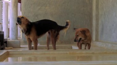 büyük gözleri ve koyu omurga ile evsiz köpek komik kuyruk wags