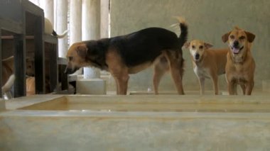 gölgelik altında hayvan barınağında yaşayan bakımlı köpekler