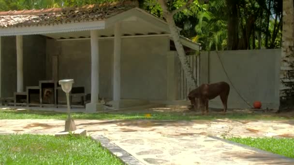 Belo cão magro marrom escuro explora cuidadosamente abrigo — Vídeo de Stock