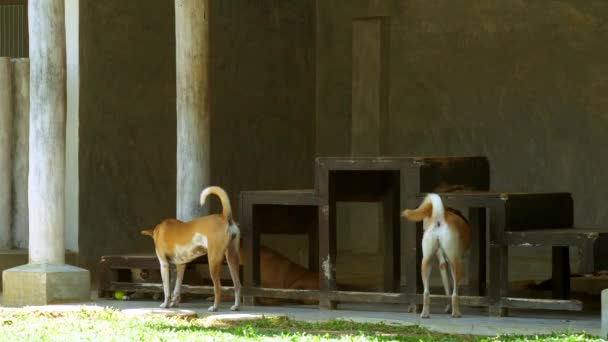 Nice skinny gengibre cães stand contra escadas de madeira — Vídeo de Stock