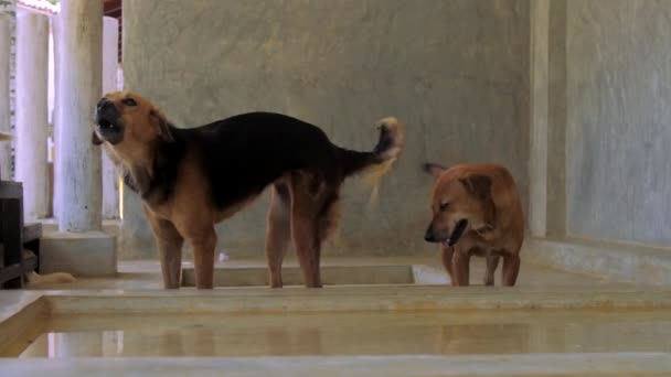 Hemlösa hund med stora ögon och mörk ryggrad WAGs rolig svans — Stockvideo