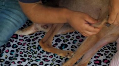 veteriner masaj evsiz sıska köpek hinter bacaklar
