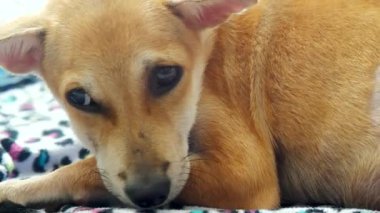 büyük kahverengi üzgün gözleri ve komik kulakları ile güzel küçük köpek yavrusu