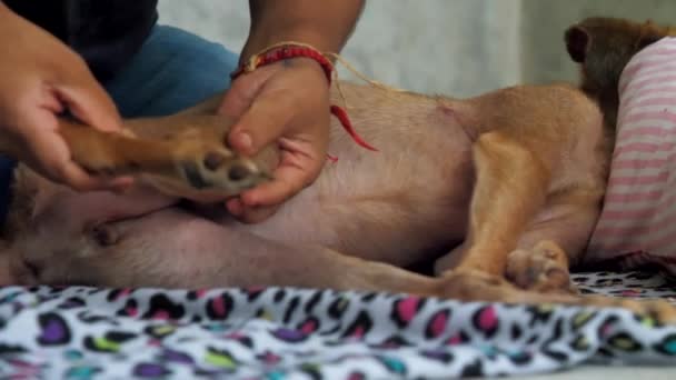 Veterinário move gengibre cão magro direito atrás articulações da pata — Vídeo de Stock