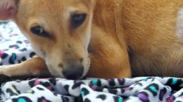 Small ginger puppy muzzle with sad glance of big brown eyes — Stock Video
