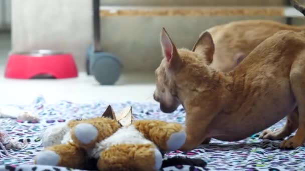 Cachorros brincando com brinquedos e comendo abóbora — Vídeo de Stock