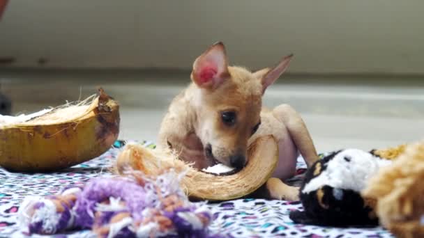 Úžasné štěně s vtipným velkým uchem žere suchý dýňový řez — Stock video