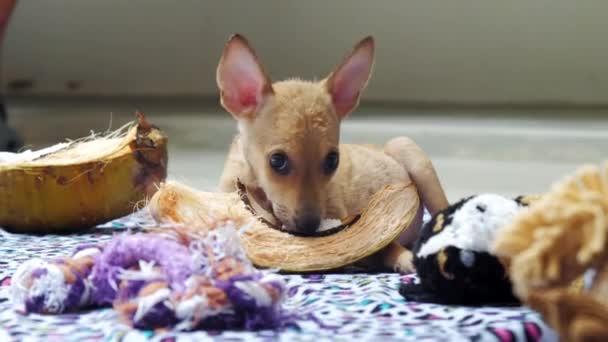 素敵な大きな目と耳を持つ子犬は、大きな乾燥したカボチャをかむ — ストック動画