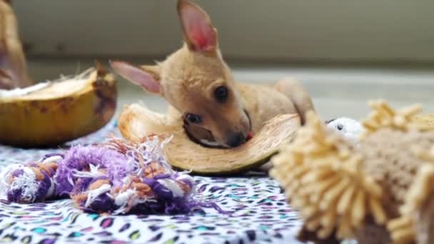 Obdachlose Hunde essen leckeren Kürbis im Tierheim — Stockvideo