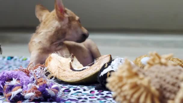 Симпатичный щенок с красивым бежевым мехом и большими карими глазами — стоковое видео