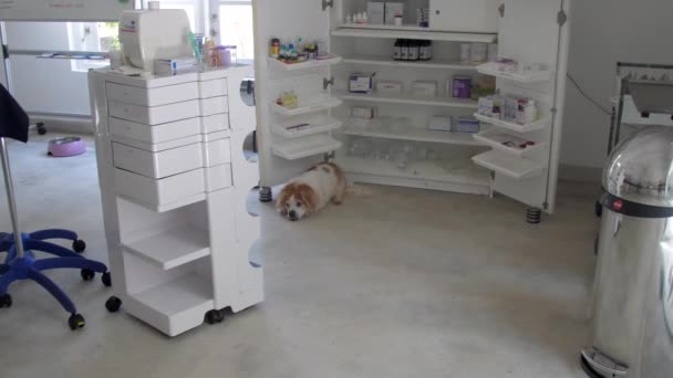 大きな白い斑点のあるふわふわの犬は、軽い手術室の中に横たわっています — ストック動画