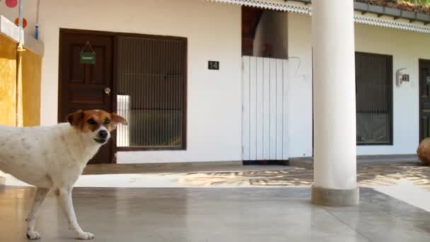 Perro blanco con hocico marrón divertida cola paseos a lo largo de refugio — Vídeos de Stock