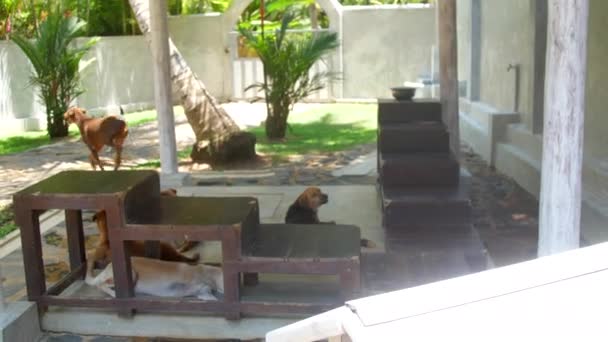 Drôles de gros chiens vivant dans un refuge pour animaux se reposer et courir — Video