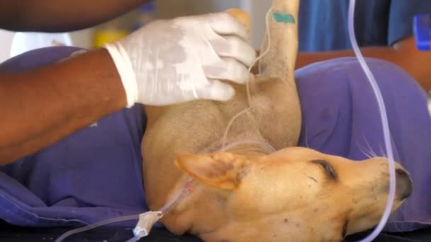 Beteg kutya fekszik lila szövet darab és állványok működése — Stock videók