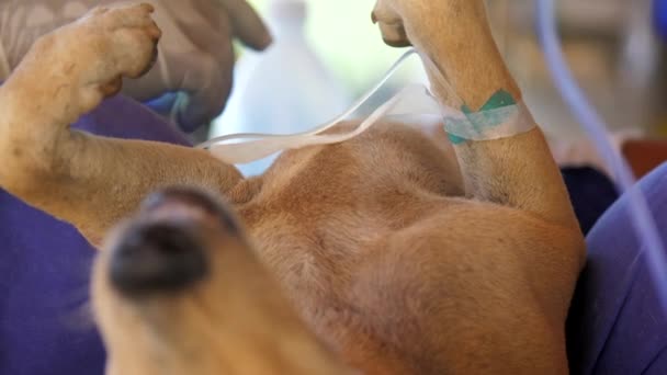 病気の犬は手術の近いビューで静かに横たわっている — ストック動画