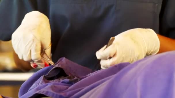 Profesjonalny lekarz weterynarii w białych rękawicach usuwa guza — Wideo stockowe