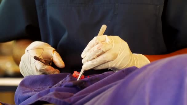 Skillful veterinarian makes dangerous surgery operation — Stock Video