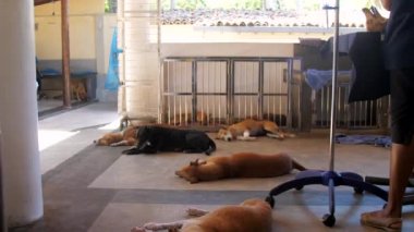 güzel köpekler hayvan barınağı ameliyathanede yatan dinlenme var