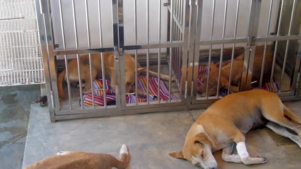 Симпатичные рыжие собаки отдыхают в приюте для животных — стоковое видео