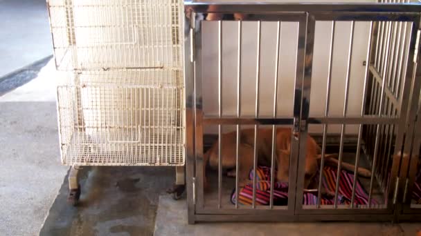 Поддерживаемые собаки лежат вместе на холодном полу приюта для животных — стоковое видео