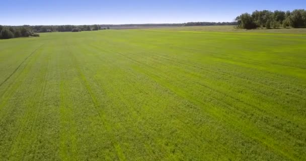 Grand champ vert avec des arbres sombres sous un ciel bleu clair — Video