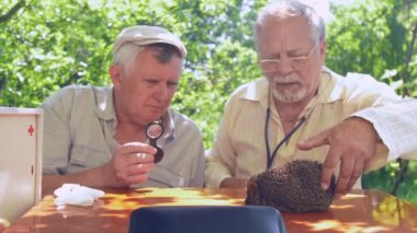 yaşlı insanlar kahverengi ahşap masa üzerinde kirpi bakmak