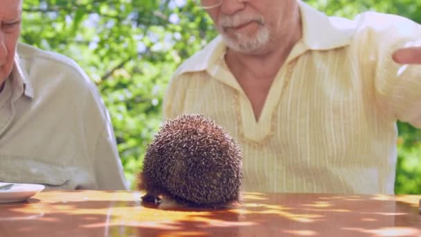Hedgehog smells brown wooden table against senior citizens — Stock Video