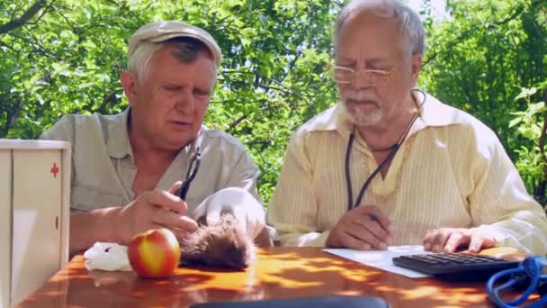 Ældre borger holder pindsvin og undersøger i haven – Stock-video