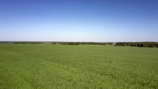 Weites grünes Feld und weit entfernte Bäume gegen strahlend blauen Himmel — Stockvideo