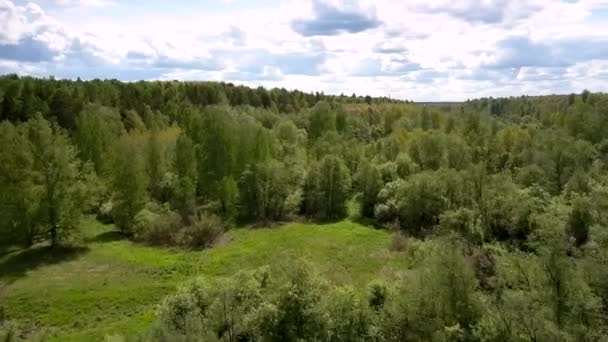 Endloser grüner Wald umgibt kleine Wiese Luftaufnahme — Stockvideo