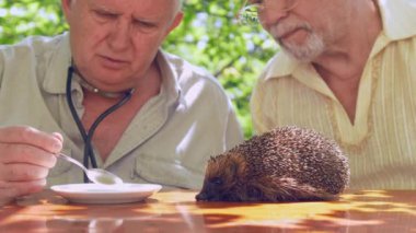 profesyonel yaşlı doktor kaşıkla hasta kirpi besler