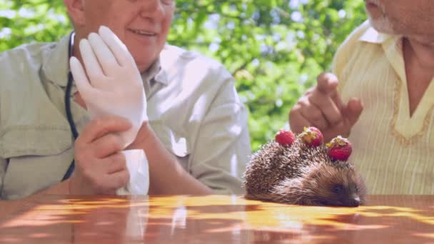 Alter Mann zieht weiße sterile Handschuhe an, um am braunen Tisch zu sitzen — Stockvideo