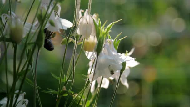 Ενδημικές περιοχές μέλισσας μέσα σε λουλούδι με πράσινο στέλεχος — Αρχείο Βίντεο