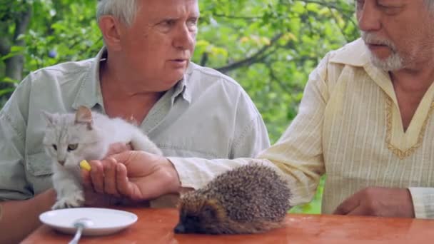 Personas mayores alimentan gato sentado a la mesa contra árboles verdes — Vídeos de Stock