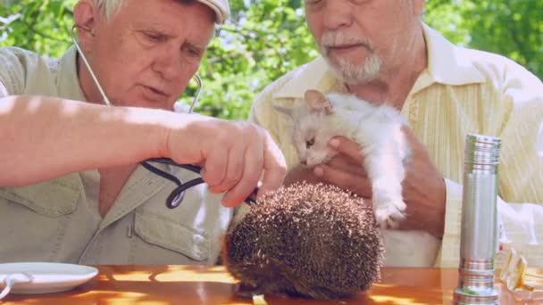 Yaşlı insanlar kedi ve kirpi incelemek ve hayvanlar karşılamak yapmak — Stok video