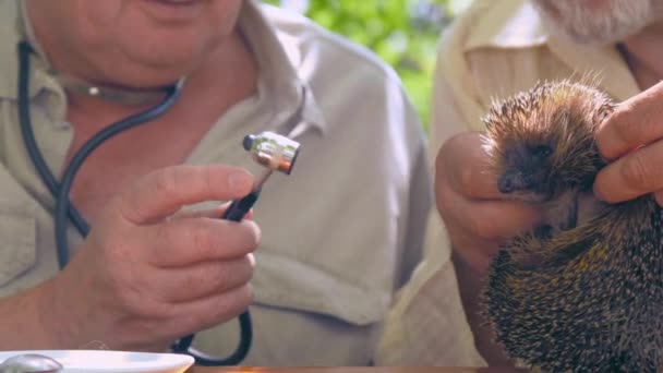Senior citizens examine hedgehog in green garden close — Stock Video