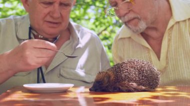 yaşlı adam kaşıkla hasta yaramaz kirpi besler