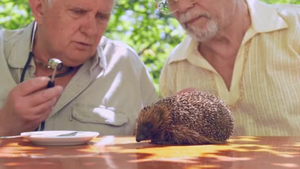 Anciano trata de examinar erizo en jardín — Vídeo de stock