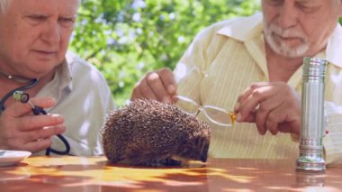 yaşlı adam masada gözlük ile kirpi bakar