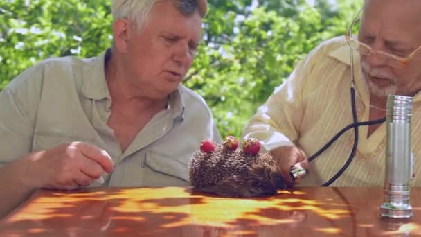 Ouderen mensen onderzoeken Egel met aardbeien op rug — Stockvideo