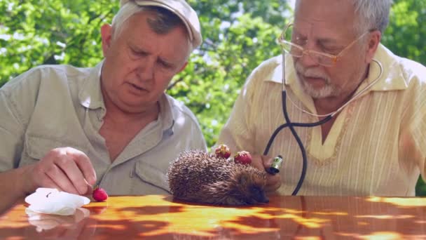 Aged man examines hedgehog and senior puts strawberry — Stock Video