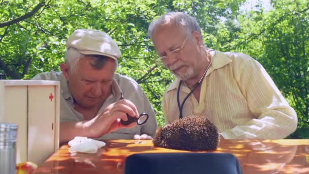 Pensionerade läkare undersöka igelkott med förstoringsglas — Stockvideo