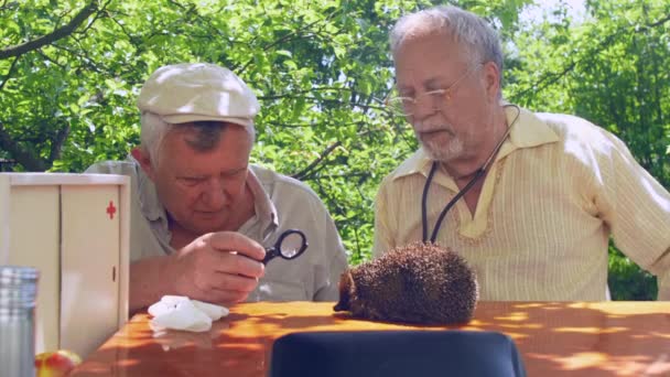 Senior Citizen kijkt naar Hedgehog door vergrootglas — Stockvideo