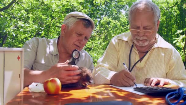 Ouderen onderzoeken egel op tafel in de tuin — Stockvideo