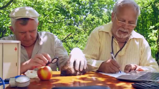 Старший осматривает ежа, когда коллега пишет возле ноутбука — стоковое видео