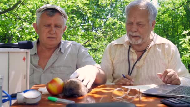 Senior Citizen huisdieren Egel in de buurt van Apple op bruine tafel — Stockvideo